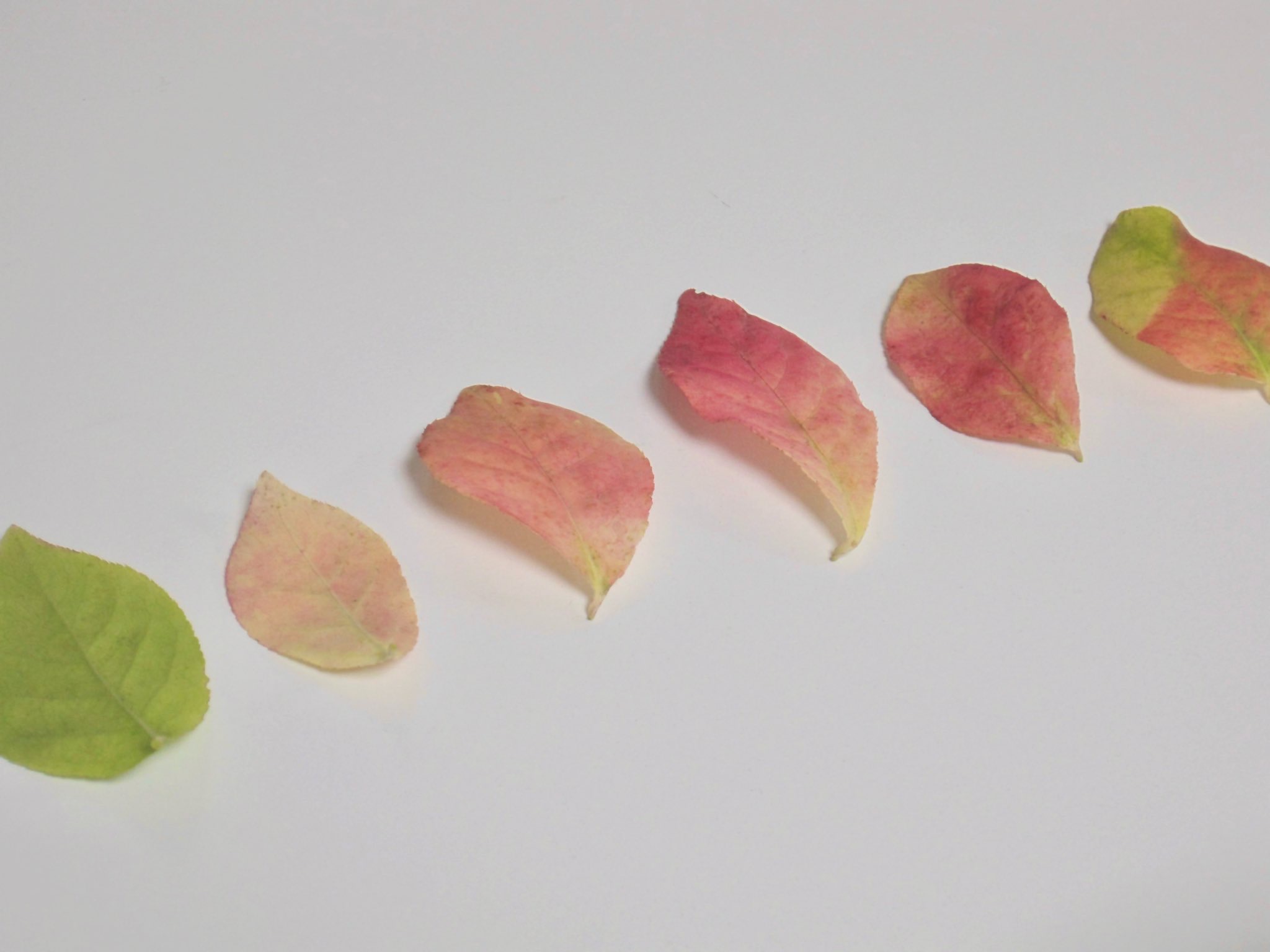 김치볶음밥 황금 레시피 Thumbnail